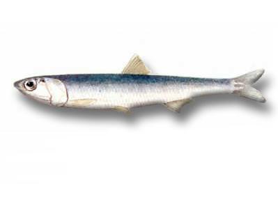 Anchovy Fish Images