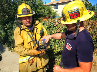 SBCFD Rescue Kitten During Structure Fire