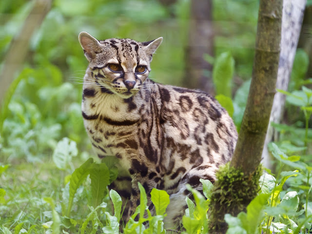 Длиннохвостая кошка Маргай (Leopardus wiedii)