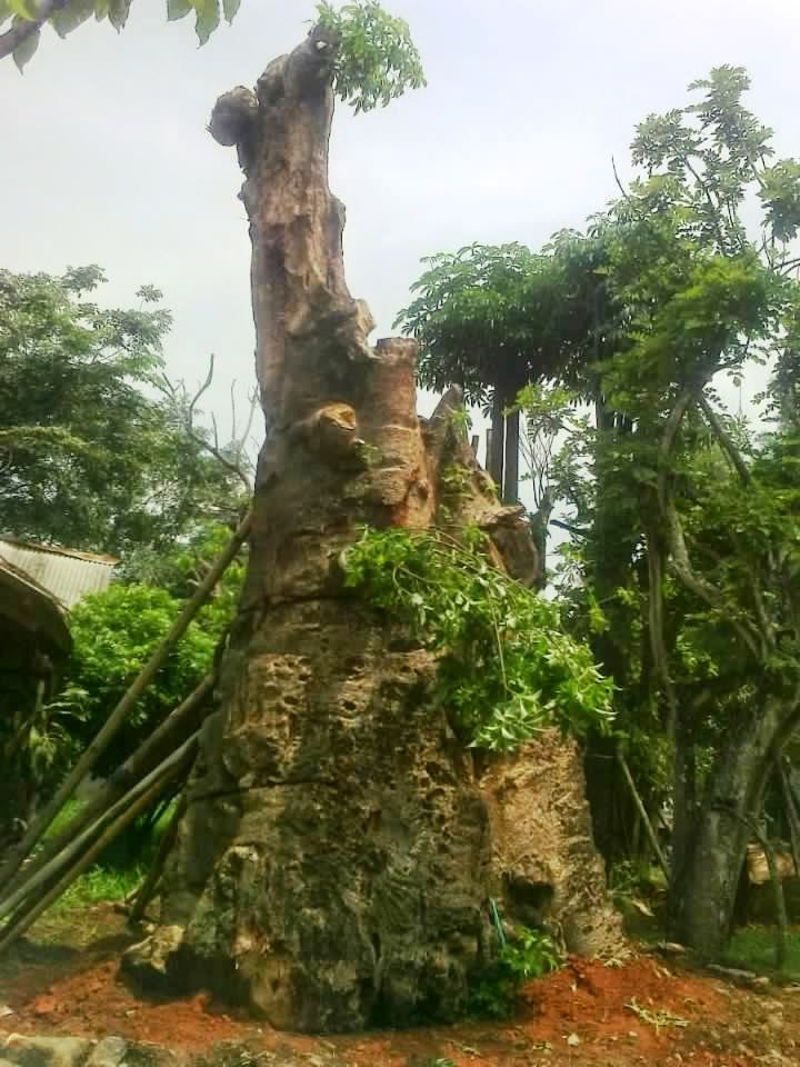 Jual Pohon kaki Gajah Jual pohon Adansonia Digitata 