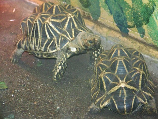 indian star tortoise