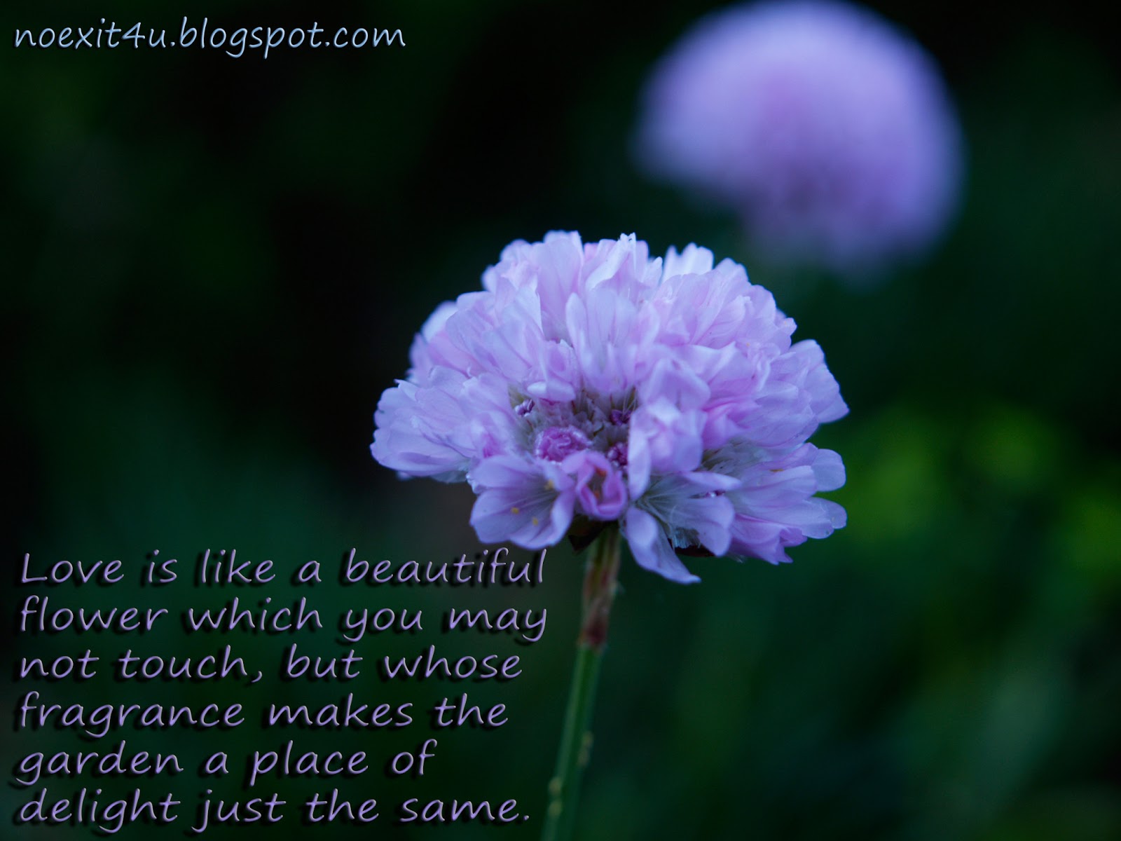 Love Quotes with Flowers