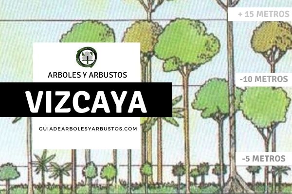 Arboles y arbustos de la provincia de Vizcaya