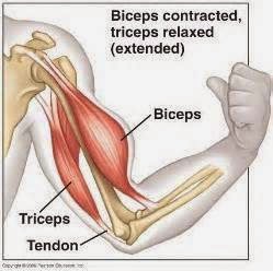 Tips Latihan Fitness: Pengertian otot triceps-biceps