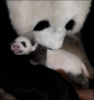 panda cub