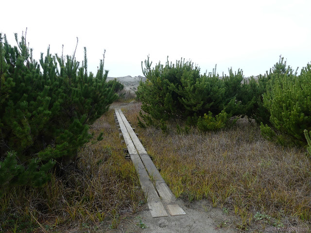 boards to cross the wetlands