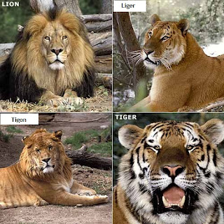 tigon