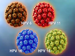 human papilloma virus