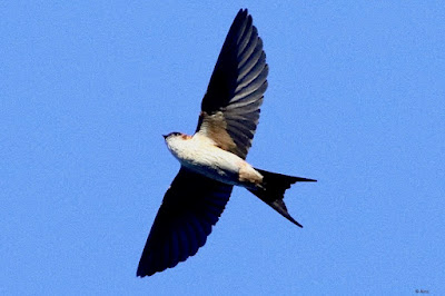 "Red-rumped Swallow - Cecropis daurica, resident flying through the Abu sky overhead."