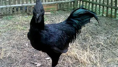 Rooster Ayam Jemani