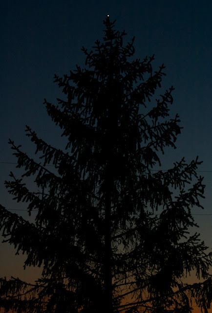 venus pine tree twilight