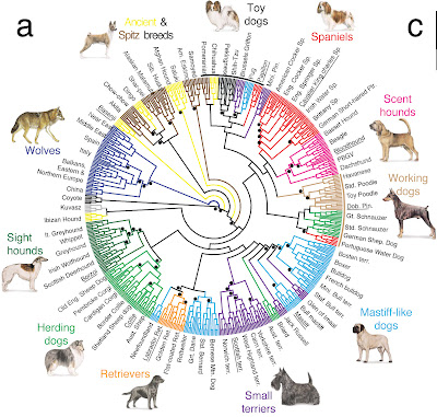 Comparing Dog Breeds