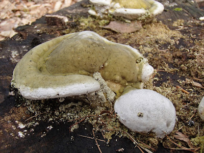 wrośniak garbaty - Trametes gibbosa