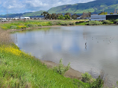 Coyote Lagoon at Don Edwards