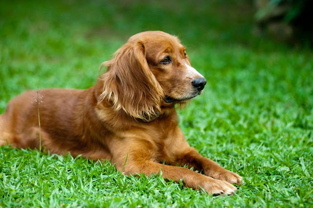 Dog on grass