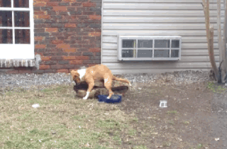 A really horny dog can't control itself 