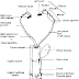 Reproductive organs in animals, genitalia in animal, Sex glands in animal, Education gametes in animal