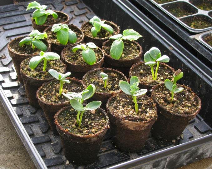 HOW TO GROW WATERMELONS FROM SEED |The Garden of Eaden