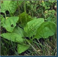 host plant plantain