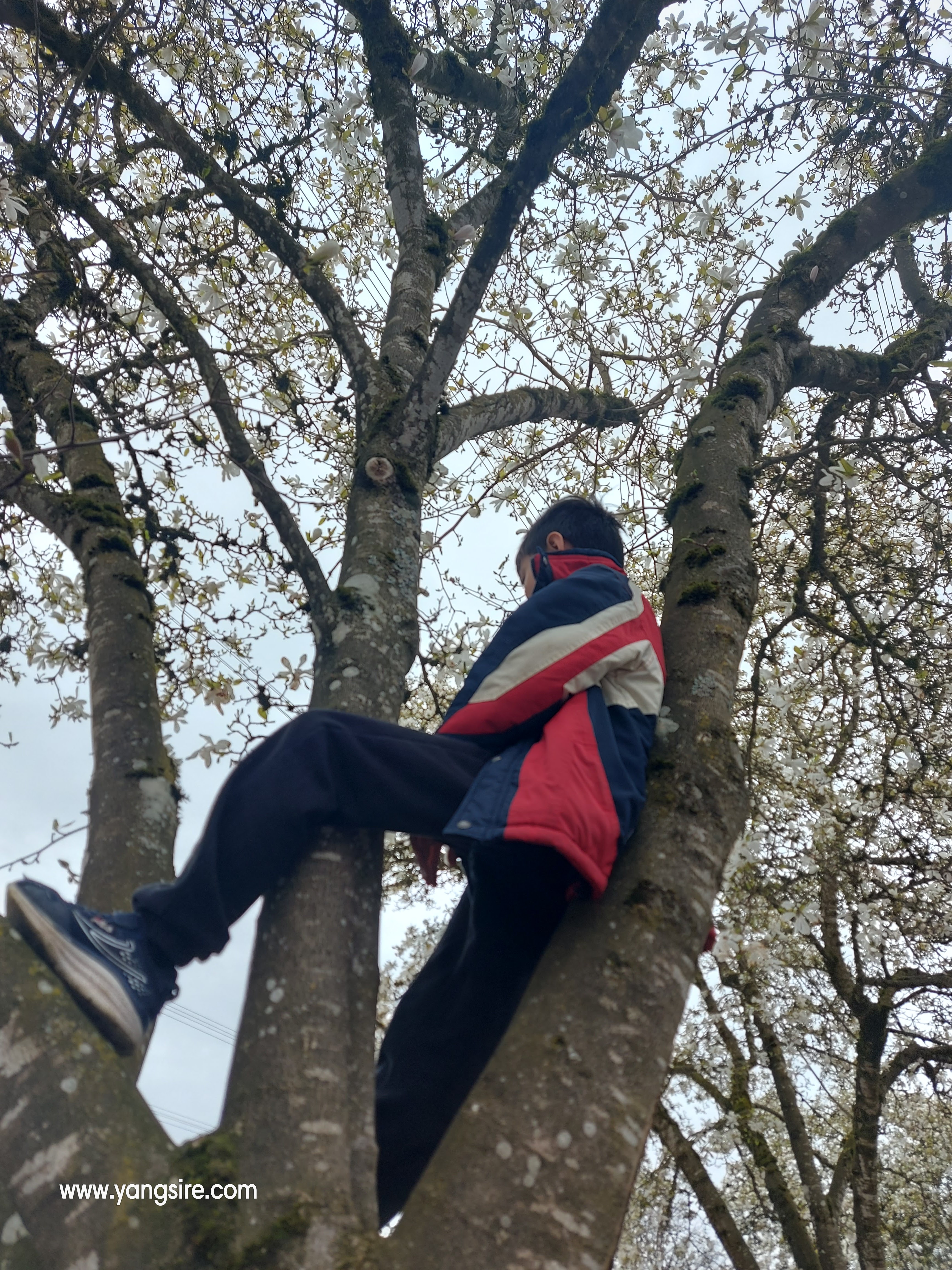 I'm glad he found something to internment himself and not say, "Mom, I am bored," as always. Is having fun climbing this tree. The first time, he climbed a tree.