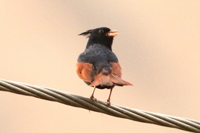 "Crested Bunting (Emberiza lathami)  This huge bunting's spiky upright crest separates it from related species. Males are glossy black with vivid chestnut wings. Females are streaky dirt-brown with significantly duller wings.Here the male is perched on a cable. lookig over its shoulder"