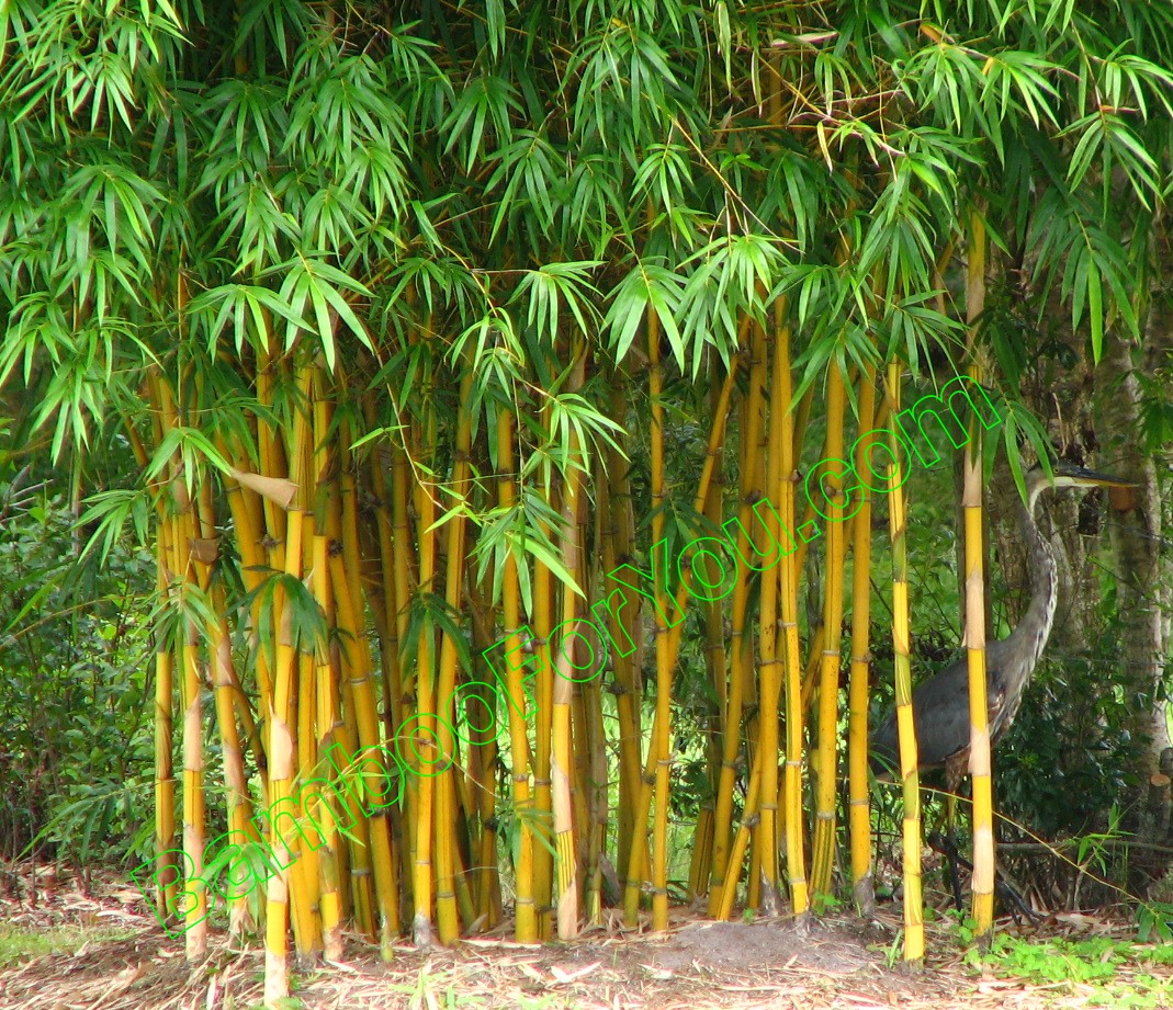  Bamboo  Tree  Bamboo  Valance Photo