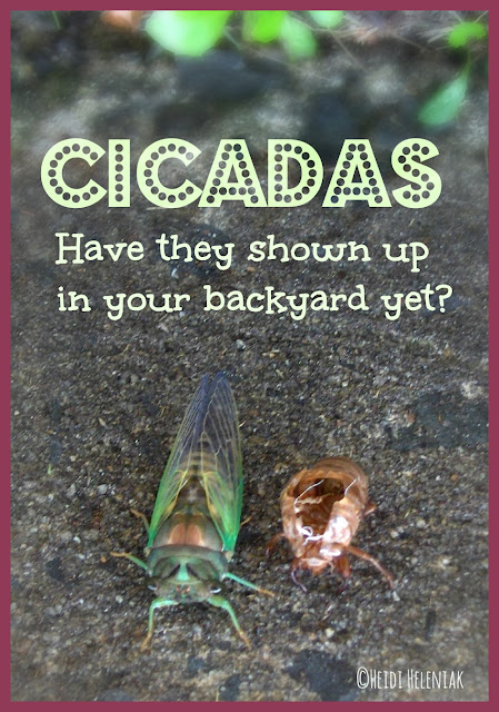 cicada just emerged from final skin
