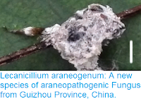 http://sciencythoughts.blogspot.co.uk/2017/04/lecanicillium-araneogenum-new-species.html