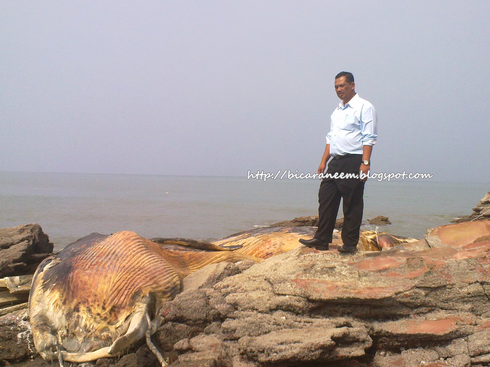 Paus terdampar di Kg. Pulau Sayak - Inilah Ceritaku