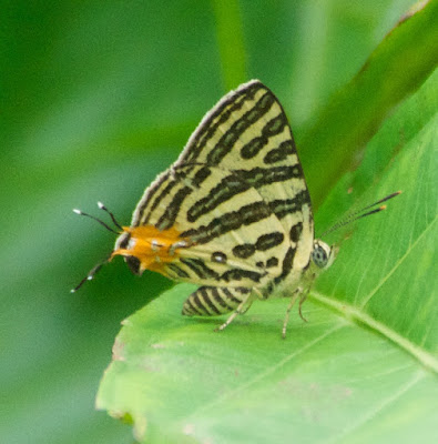 Club Silverline (Spindasis syama terana)