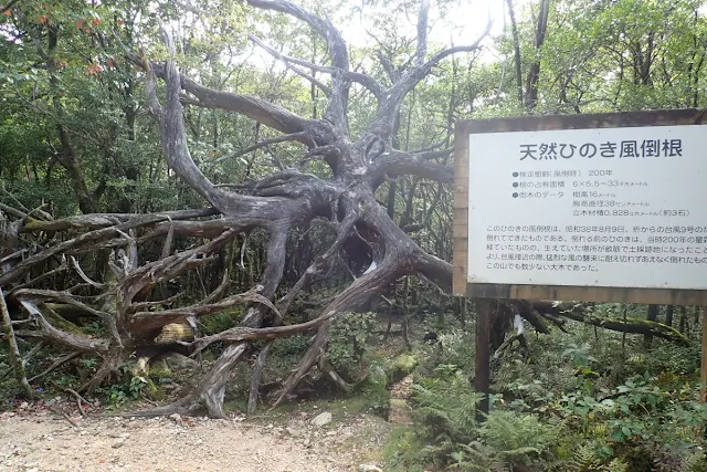 天然ひのき風倒根