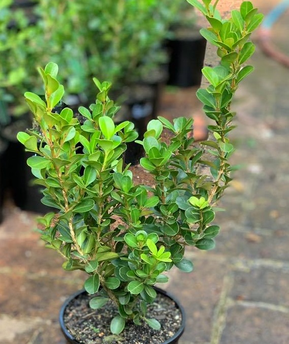 Buxus microphylla