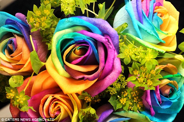 Rainbow Rose atau Bunga Mawar Warna Pelangi - #PosMu 