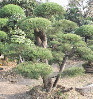 http://mulyaasritaman.blogspot.com/2015/05/tukang-pohon-bonsai-taman-pohon-bonsai_15.html