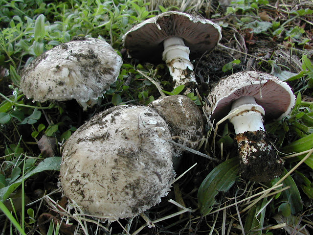 Agaricus subperonatus