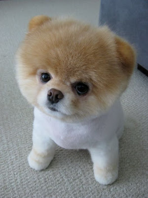Meet Boo the Cutest Pomeranian Dog Seen On www.coolpicturegallery.us