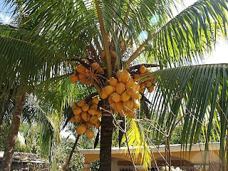 gambar pohon kelapa