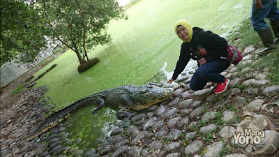 Foto Exstrim Naik "Baron" Buaya Raksasa  panjang 5 Mtr berat 800 Kg