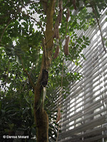 Sausage tree, a jungle plant - Kyoto Botanical Gardens Conservatory, Japan