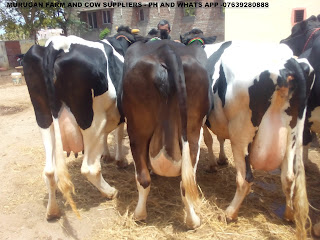 high yielding hf,jersey cows for sale in tamilnadu,kerala