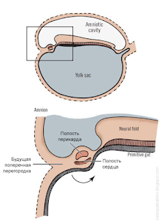 эмбриогенез диафрагмы. Движение перикарда, сердца, части диафрагмы