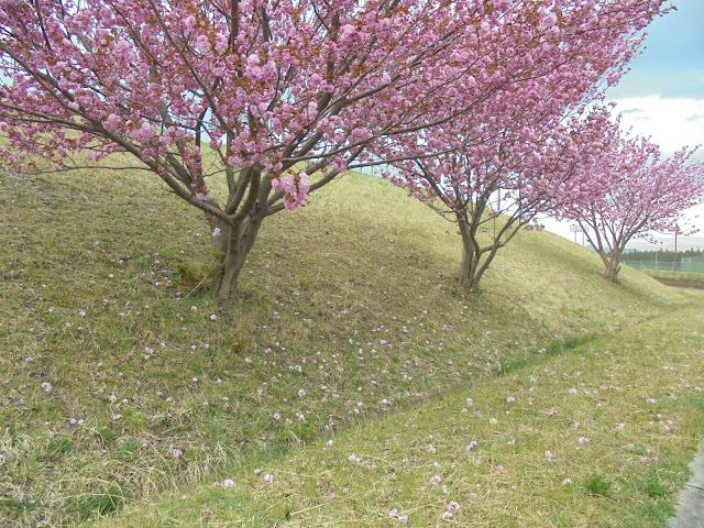 伯耆町総合スポーツ公園の牡丹桜