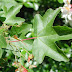Akçaağaç (Acer)