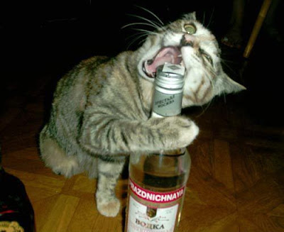 funny drunk cat