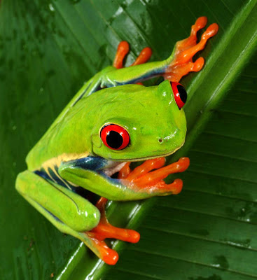 Red eyed tree frog