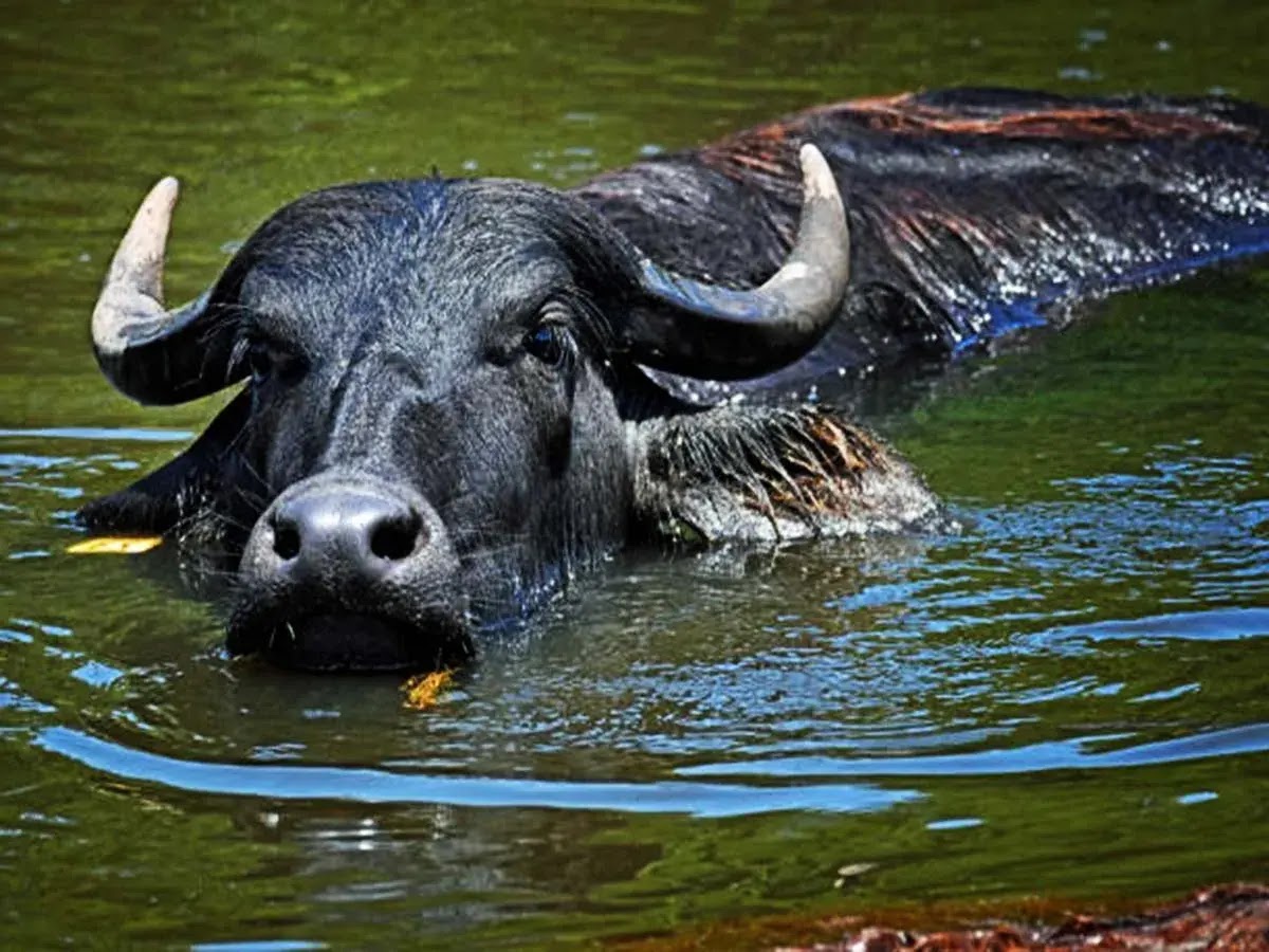Cows Swim