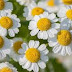 The Health Benefits of Feverfew