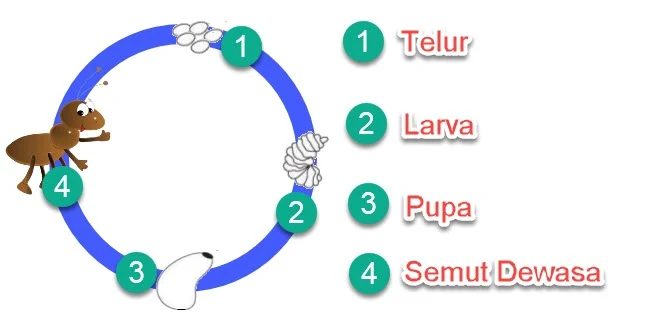 Metamorfosis Semut