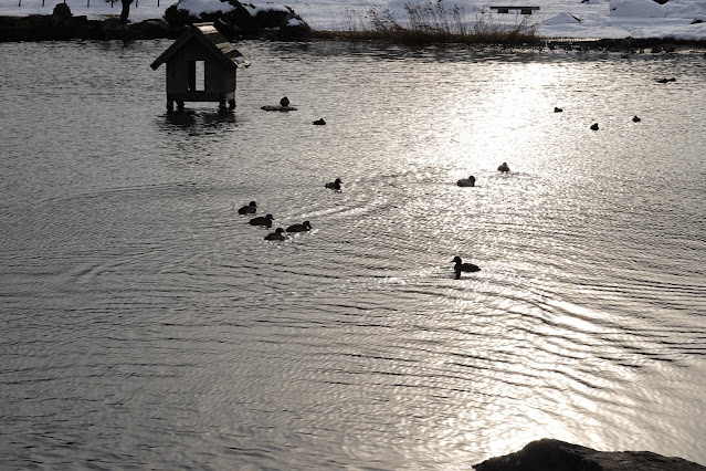 鳥取県米子市西町 湊山公園 池のマガモ