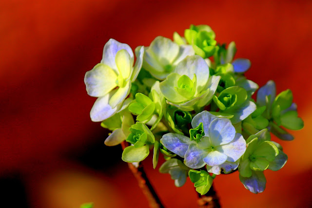Flores brancas e azuis, brotos verdes e fundo laranja 